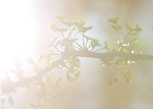Gingko im Morgenlicht - Faltkarte