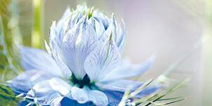 Nigella - ungefalzte Karte