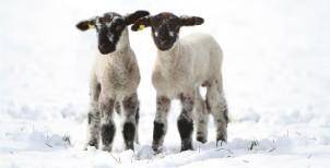 Lämmer im Schnee - ungefalzte Karte