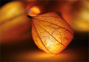 Lampionblume - Faltkarte ab 50 Ex.