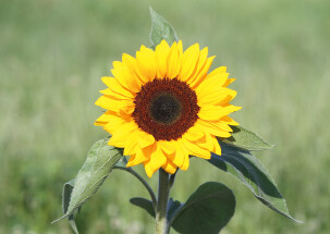 Sonnenblume - Faltkarte ab 50 Ex.