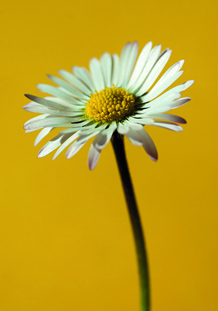 Frühlingsblume auf gelbem Hintergrund - Faltkarte ab 50 Ex.