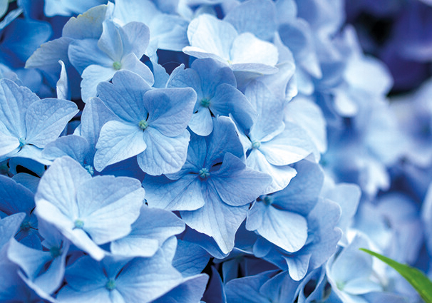 Hortensie 2 - Faltkarte ab 50 Ex.