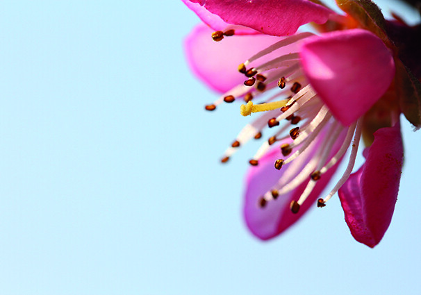 Pfirsichblüte - Faltkarte ab 50 Ex.