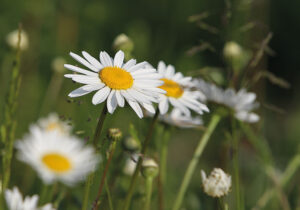 Wiesenblumen quer - Faltkarte