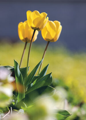 Tulpe