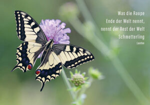 Laotse/Schmetterling - Faltkarte ab 50 Ex.