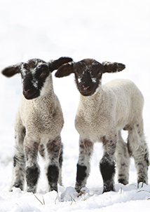 Lämmer im Schnee - Faltkarte